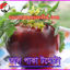 Picture of TD490. তাল পাকা টমেটো (30)/Tal Paka Tomato