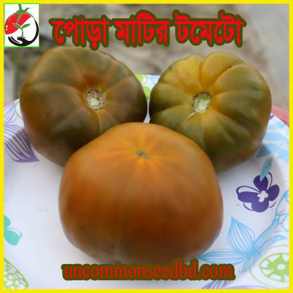 Picture of ATD500. পোড়ামাটির টমেটো (25)/Terra-Cotta Tomato