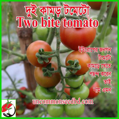 Picture of TM802. দুই কামড় টমেটো (100)/Two Bite Tomato