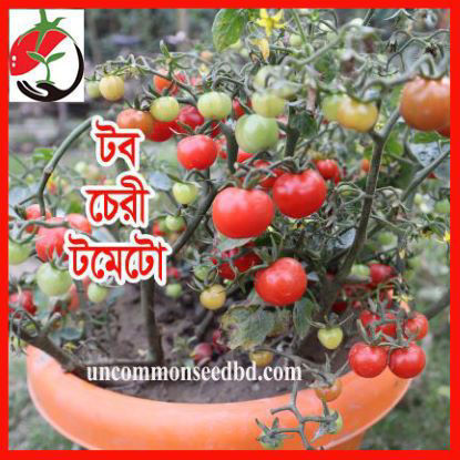 Picture of ATM950. টব চেরী টমেটো (25)/Tub Cherry Tomato