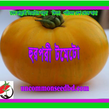 Picture of TD033. হুর-পরী টমেটো (30)/Hur-pori Tomato