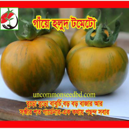 Picture of ATD018. গাঁয়ে হলুদ টমেটো (30)/Gaye Holud Tomato