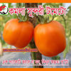 Picture of ATO860. (Komola Sundori) Orange Tomato / কমলা সুন্দরী টমেটো