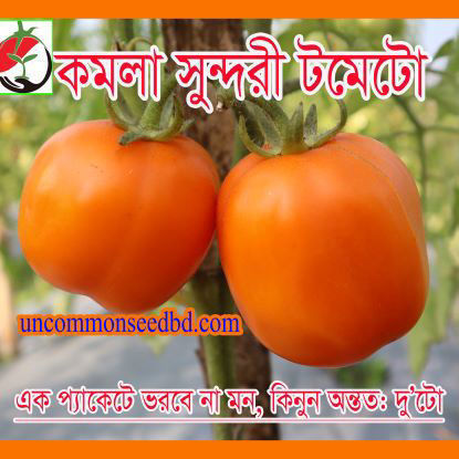 Picture of TY160. কমলা সুন্দরী টমেটো (20)/Komola Sundori Tomato