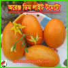 Picture of ATO811. অরেঞ্জ ডিম লাইট টমেটো #কুরিয়ার ফ্রি[Min Order 4(This Item Or Any)] ১০০/=অগ্রীম