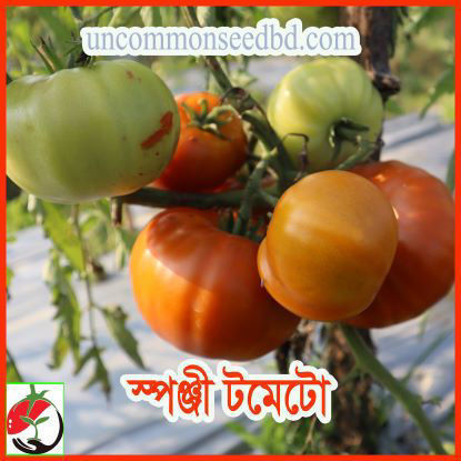 Picture of ATD495. স্পঞ্জী টমেটো (25)/Spongy Tomato