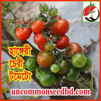 Picture of ATM506. হাঙ্গেরী চেরী টমেটো (40)/Hungary Cherry Tomato