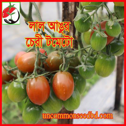 Picture of ATM990. লাল আঙুর চেরী টমেটো (30)/Lal Angur Cherry Tomato