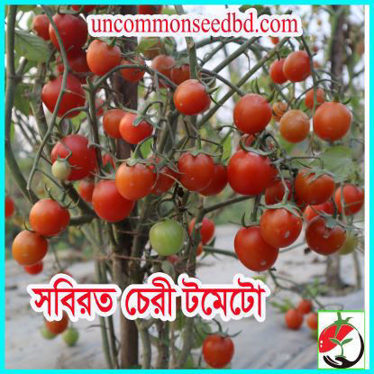 Picture of TM570. সবিরত চেরী টমেটো (60)/Determinate Cherry Tomato