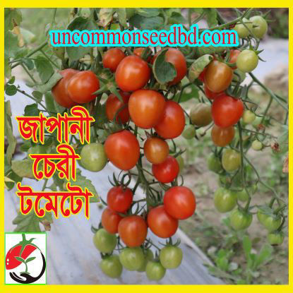 Picture of ATM580. জাপানী চেরী টমেটো (40)/Japanese Cherry Tomato