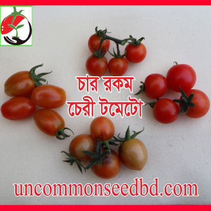 Picture of TM504. চার রকম চেরী টমেটো (40)/Four Types Cherry Tomato