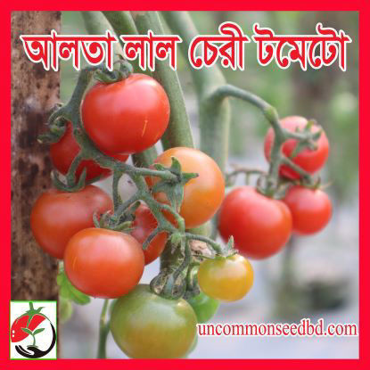 Picture of ATM510. আলতা লাল চেরী টমেটো (40)/Alta Lal Cherry Tomato