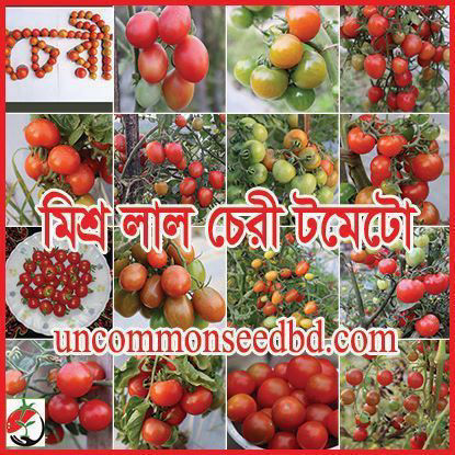 Picture of ATM514. মিশ্র লাল চেরী টমেটো (100)/Mixed Red Cherry Tomato