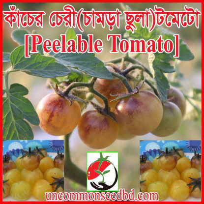 Picture of ATS520. Kacher Cherry Tomato / কাঁচের চেরী টমেটো