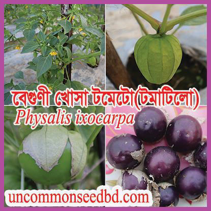 Picture of ATL101. বেগুণী খোসা টমেটো (25)/Purple Tomatillo