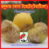 Picture of ATL109. Yellowish Tomatillo / হলুদাভ খোসা টমেটো