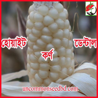 Picture of CNW032. হোয়াইট ডেন্টাল কর্ণ (50)/White Dental Corn