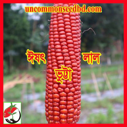 Picture of CN701. ঈষৎ লাল ভুট্টা (80)/Reddish Corn