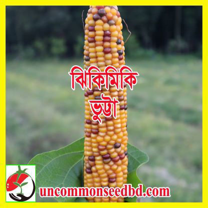 Picture of CNJ069. ঝিকিমিকি ভুট্টা (80)/Jhikimiki Corn