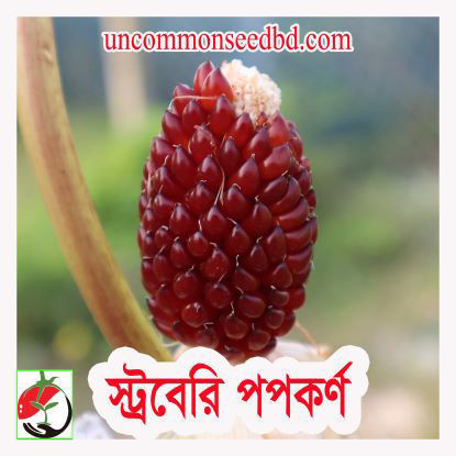 Picture of CNP900. স্ট্রবেরি পপকর্ণ (30)/Strawberry Popcorn