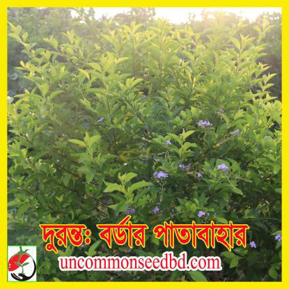 Picture of FCT100. দুরন্ত: বর্ডার পাতাবাহার #কুরিয়ার ফ্রি[Min Order 4(This Item Or Any)] ১০০/=অগ্রীম