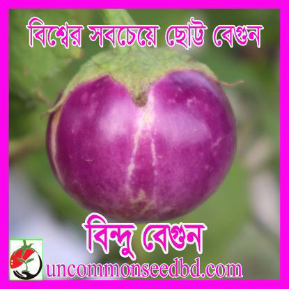Picture of EP001. বিন্দু বেগুন #কুরিয়ার ফ্রি[Min Order 4(This Item Or Any)] ১০০/=অগ্রীম