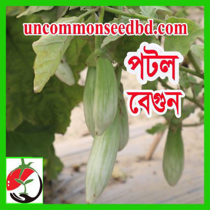 Picture of EG505.  পটল বেগুন (15)/Potol Brinjal