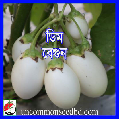 Picture of EC100. ডিম বেগুন (50)/Dim Eggplant
