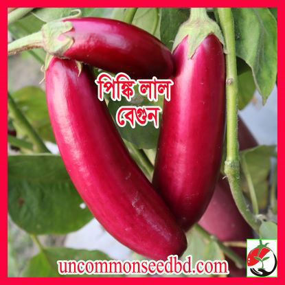 Picture of EPR200. পিঙ্কি লাল বেগুন (20)/Pinky Red Brinjal