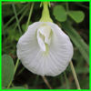 Picture of FBP407. শঙ্খ সাদা অপরাজিতা (25)/White Butterfly Pea Flower
