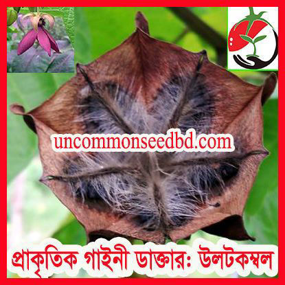 Picture of HBD020. Ulotkombol / প্রাকৃতিক গাইনী ডাক্তার: উলটকম্বল