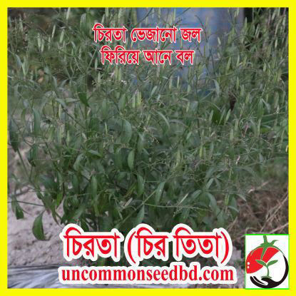 Picture of HBC440. চিরতা #কুরিয়ার ফ্রি[Min Order 4(This Item Or Any)] ১০০/=অগ্রীম