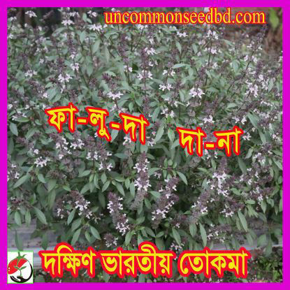 Picture of HBT340. দক্ষিন ভারতীয় তোকমা (ফালুদা দানা) #কুরিয়ার ফ্রি[Min Order 4(This Item Or Any)] ১০০/=অগ্রীম