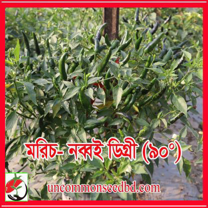 Picture of PPH090. মরিচ-নব্বই ডিগ্রী (90)/Chilli-Ninety Digree