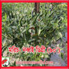 Picture of PPH090. Chilli: 90 Digree / মরিচ-নব্বই ডিগ্রী