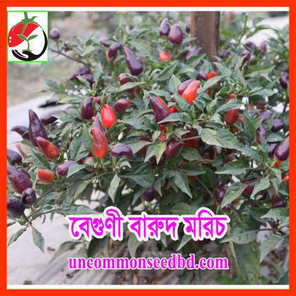 Picture of PPH408. বেগুণী বারুদ মরিচ #কুরিয়ার ফ্রি[Min Order 4(This Item Or Any)] ১০০/=অগ্রীম