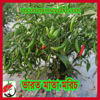 Picture of PPH008. ভারত মাতা মরিচ #কুরিয়ার ফ্রি[Min Order 4(This Item Or Any)] ১০০/=অগ্রীম