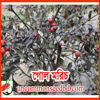 Picture of PPH400. Gol Morich / গোল মরিচ