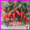 Picture of PPH201. Bonsai Chilli / বনসাই মরিচ