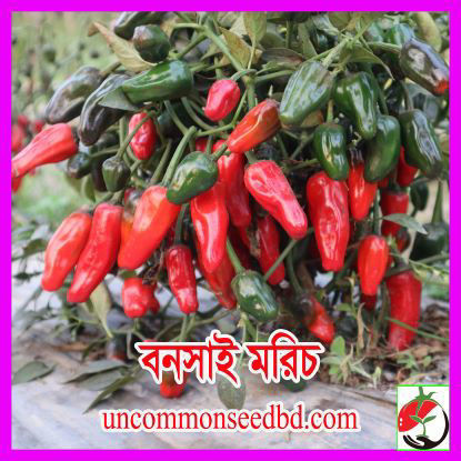 Picture of PPH201.বনসাই মরিচ #কুরিয়ার ফ্রি[Min Order 4(This Item Or Any)] ১০০/=অগ্রীম