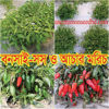 Picture of PPH201. Bonsai Chilli / বনসাই মরিচ