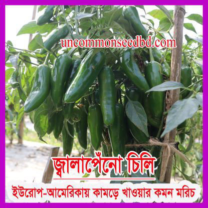 Picture of PPH222. জ্বালাপেনো চিলি (40)/Jalapeno Chilli