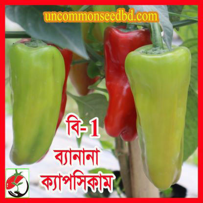 Picture of PPS802. বি-1 ব্যানানা ক্যাপসিকাম (25)/B-1 Banana Capsicum