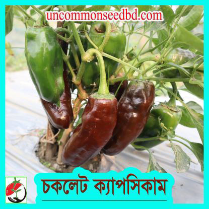 Picture of PPS807. চকলেট ক্যাপসিকাম (25)/Chocolate Capsicum