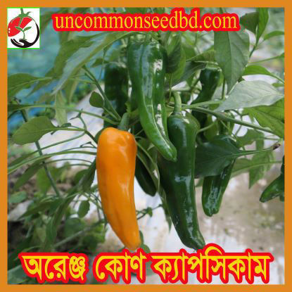 Picture of PPS845. অরেঞ্জ কোণ ক্যাপসিকাম (30)/Orange Cone Capsicum