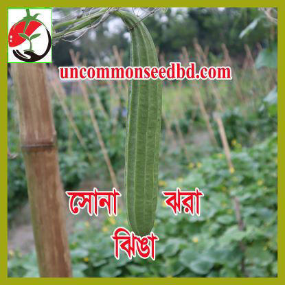 Picture of RGS001. Sona Jhwra Ridge Gourd / সোনা ঝরা ঝিঙা