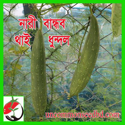 Picture of SGL812. নারী বান্ধব থাই ধুন্দল (30)/Female Friendly Thai Sponge Gourd