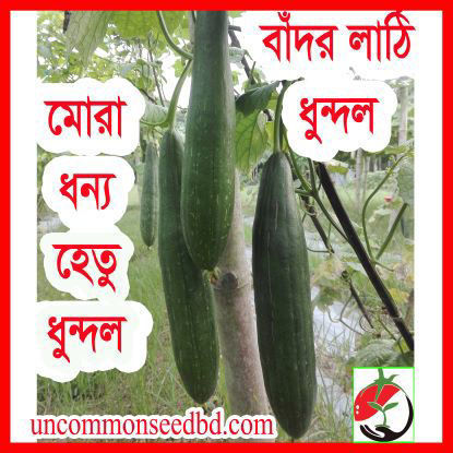 Picture of SGD789. বাঁদর লাঠি ধুন্দল (30)/Bador Lati Sponge Gourd