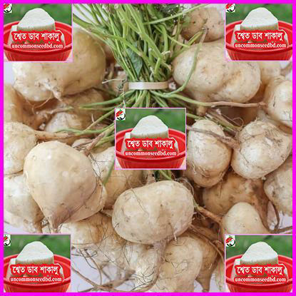 Picture of UYB088. শ্বেত ডাব শাকালু (25)/Seto dab Yam Bean