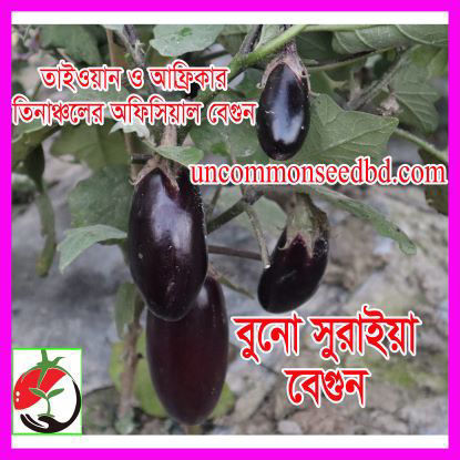 Picture of EP276. বুনো সুরাইয়া বেগুন (50)/Buno Surya Eggplant